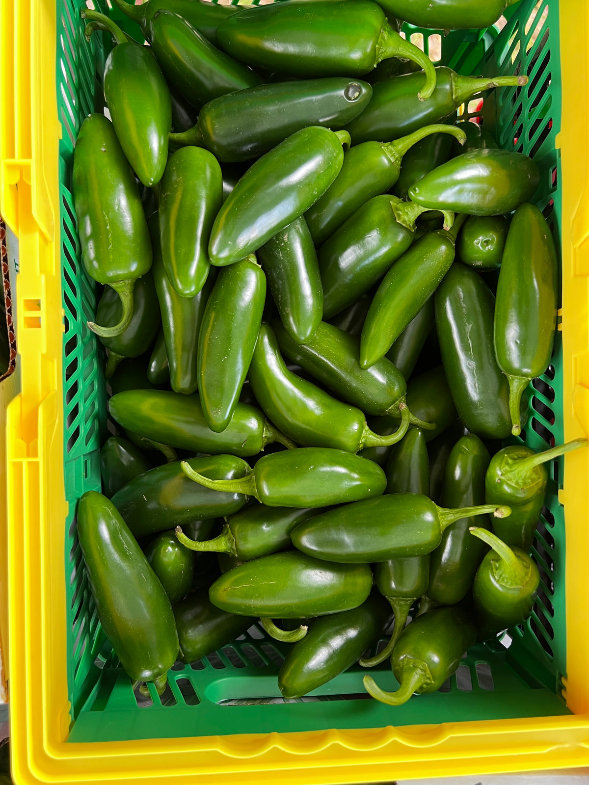 Jalapeño Peppers
