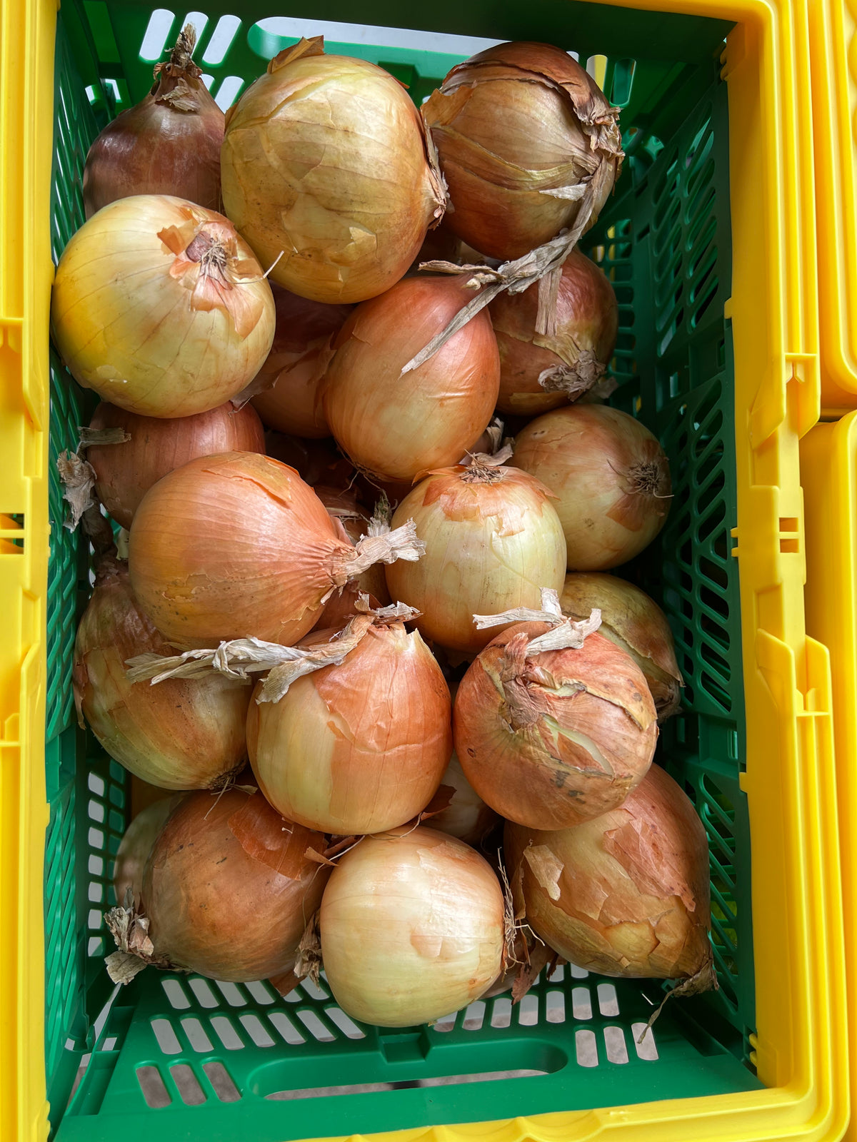 Cooking Onions