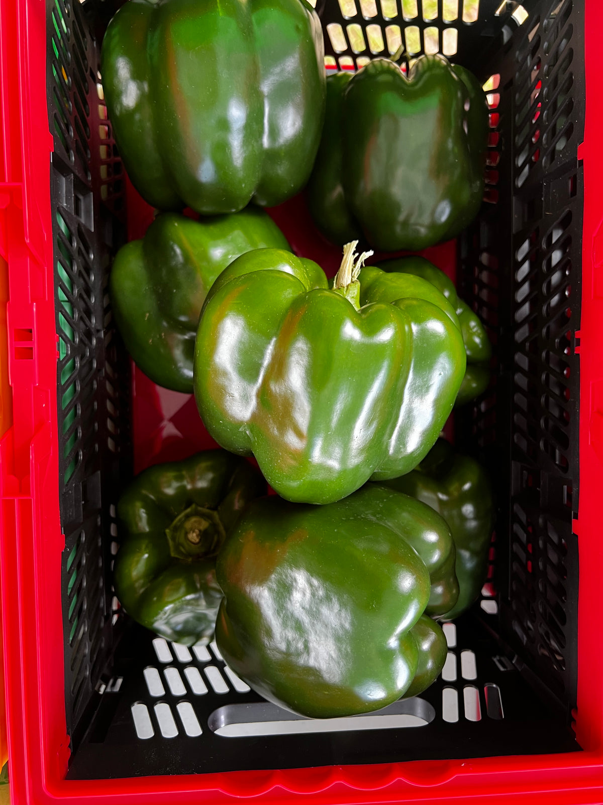 Green Bell Peppers