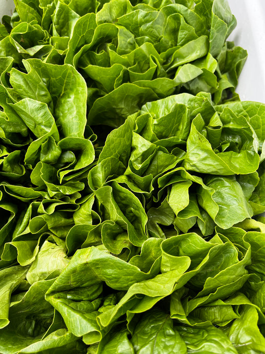 Romaine lettuce